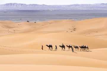 Fototapeta na wymiar Camel on the Dunes of the Sahara Desert at sunset in Merzouga - Morocco - Africa