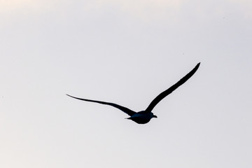 Seagull in the blue sky