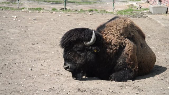 Bison Lying On The Ground.