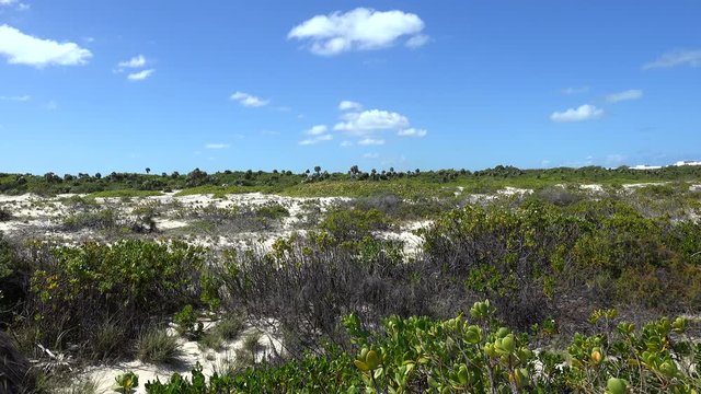 Sand dune vegetation at the Caribbean. Cayo Santa Maria, Villa Clara, Cuba