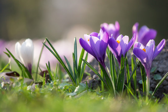 Krokuswiese im Fr&uuml;hling