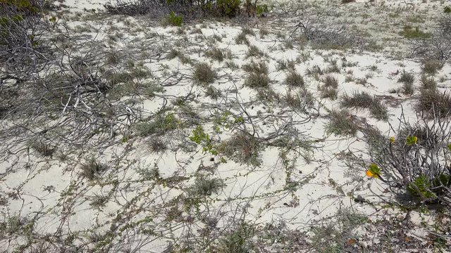 Grass, beach vines & other vegetation on the sand dune of Caribbean coast. Cayo Santa Maria, Villa Clara, Cuba 