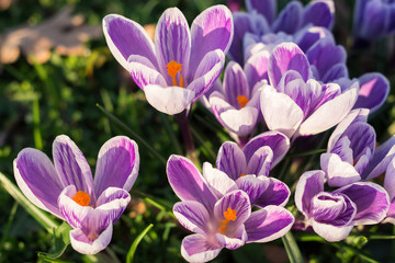 Krokuswiese im Frühling