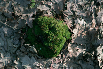 Moss on a stump in a spring forest