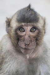 Portrait of a monkey in Thailand