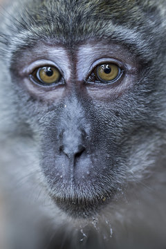 Portrait of a monkey in Thailand