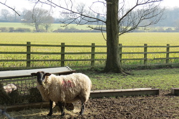 Sheep and lambs