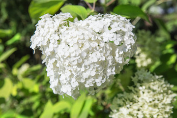 white blossoming hydrangea