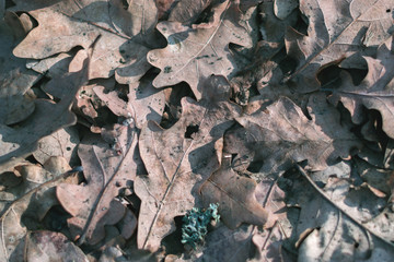 Dry leaf in the spring forest in the sunlight