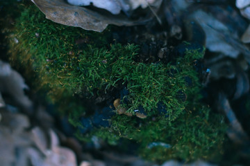Moss on a stump in a spring forest