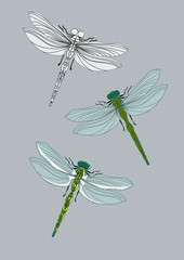 Collection of realistic dragonflies. Vector illustration, isolated on a gray background.