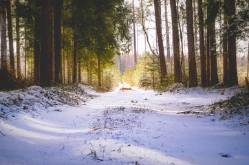 A forest road in the winter