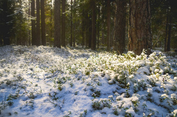 Winter forest