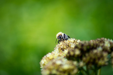 A bee on yarrow