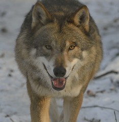 Wolf im Schnee