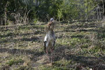 Storch mit Nistmaterial