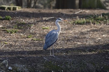 Graureiher auf Suche