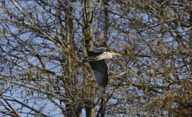 Graureiher im Flug