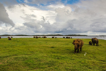 Elephant herd in Sri Lanka