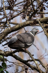 Common Wood Pigeon, Wood Pigeon, Columba palumbus