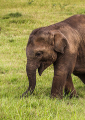 Naklejka na ściany i meble Baby elephant in Sri Lanka