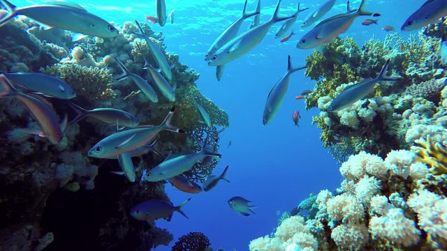 Life in the ocean. Tropical fish and coral reefs. Beautiful corals. Underwater life in the ocean.  Minimal video processing. Natural environmental conditions.
