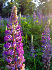 Lupines in the Park