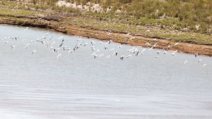 flock of gulls on the river