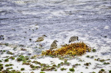 Shore Birds 01