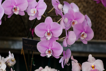 Pink purple orchids