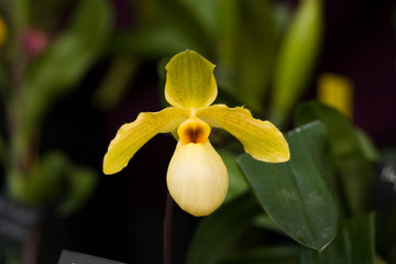 Rare yellow-green orchid flower