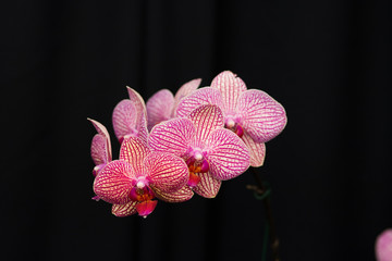 Pink orchids with pink decorations