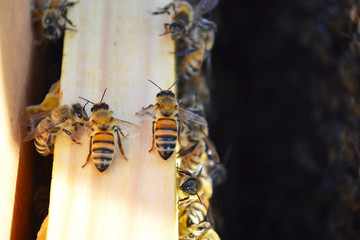 Honey bees in the hive