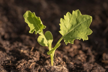 Kale seedling (Brassica oleracea var. sabellica L.)