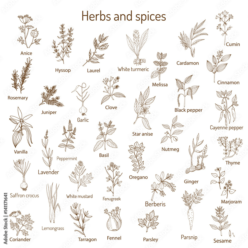 Wall mural hand drawn set of culinary herbs and spices