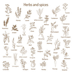 Fototapeta na wymiar Hand drawn set of culinary herbs and spices