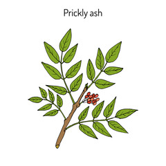 Prickly ash Zanthoxylum americanum ,