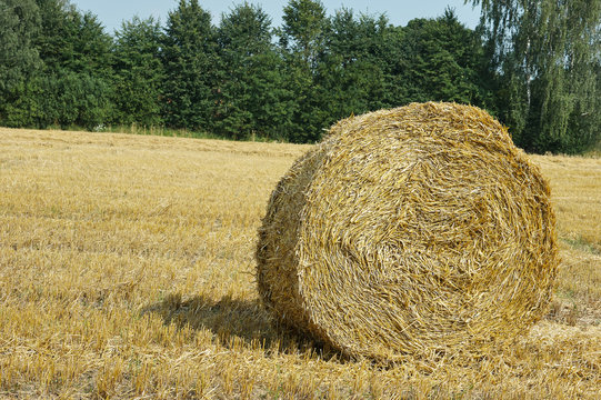 mown meadow hay roll