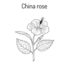 China rose Hibiscus rosa-sinensis , or shoeblackplant - flowering plant