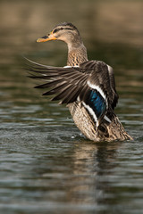 Mallard, Duck, Anas platyrhynchos