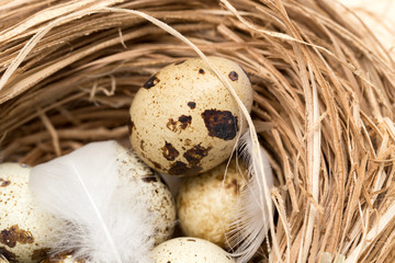 quail eggs in a nest with feather
