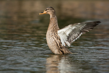 Mallard, Duck, Anas platyrhynchos