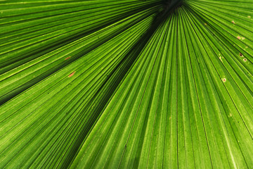 Detail view of a palm leaf