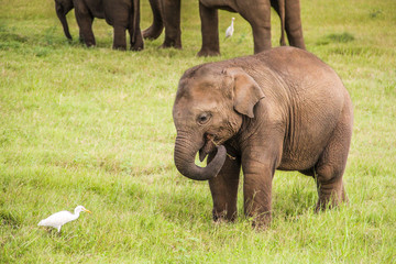 Naklejka na ściany i meble A baby elephant in Sri Lanka