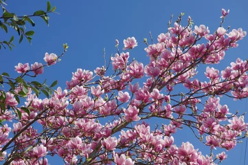 Store enrouleur occultant sans perçage Magnolia Magnolia