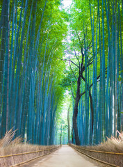 Bamboo Groves, bamboo forest in Arashiyama, Kyoto Japan.