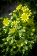 aeonium glandulosum