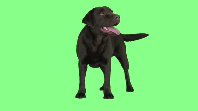 brown labrador stands, looks around and wags its tail on a green background