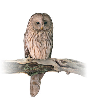Ural owl (Strix uralensis) on white background