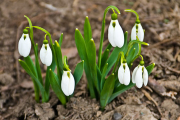 White snowdrop flowers (Galanthus nivalis) on early spring